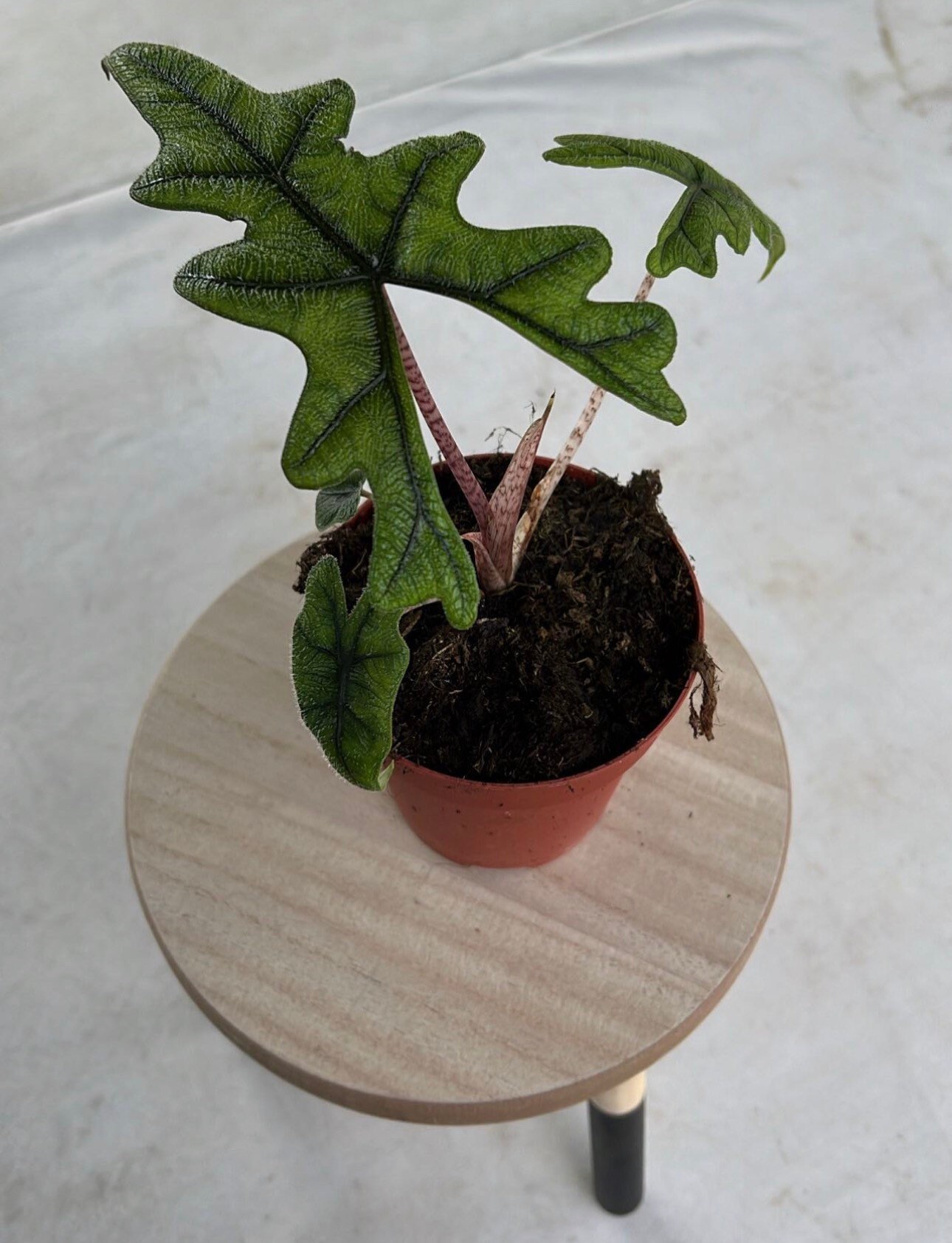 アロカシア ジャックリン 斑入り Alocasia Jacklyn Varieg