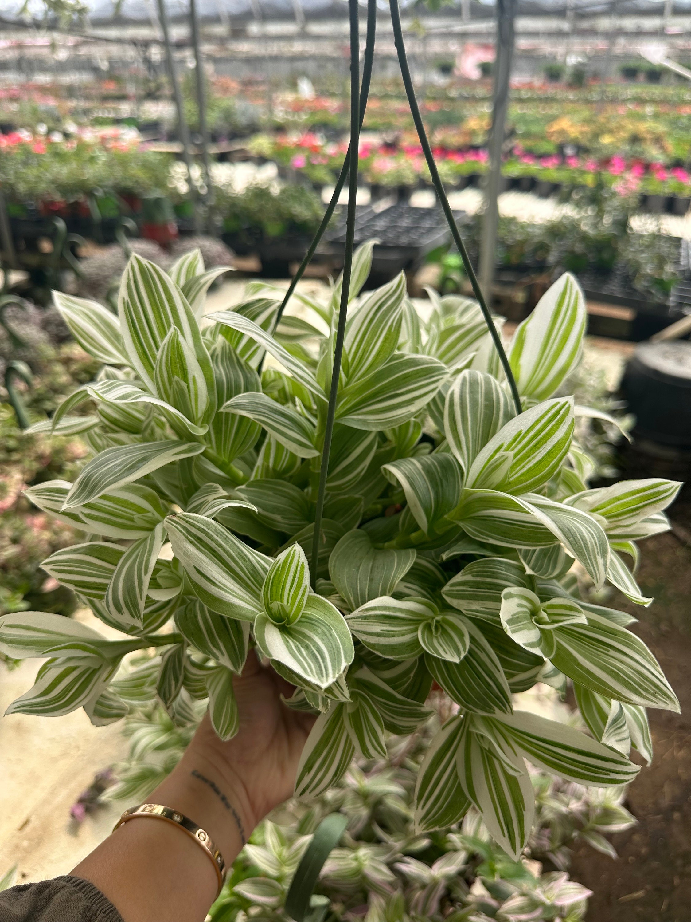 White Tradescantia Stripe Albiflora Variegata in 6' Pot - Etsy