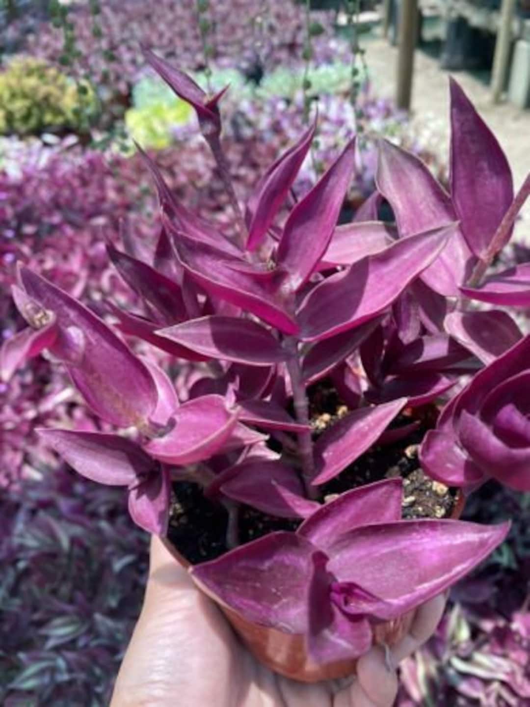 5 Cuttings Tradescantia Zebrina 'violet' Wandering Dude Houseplant