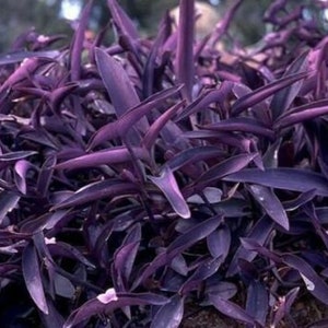 Tradescantia Padilla, Purple heart, Inchplant, Wandering plant cuttings 5 Cuttings (6 Inches Per)
