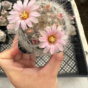 5 cm Mammillaria Ritteriana Kaktus