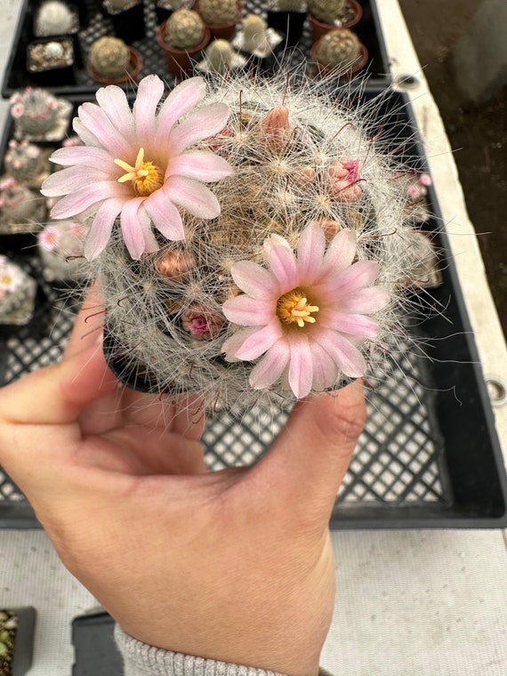 2 Mammillaria Ritteriana Cactus