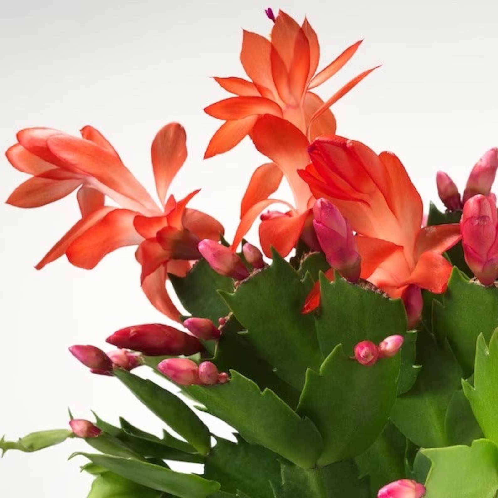 Cactus de Noël Schlumbergera Bridgesii Blooming Gift Plant Plante — free download