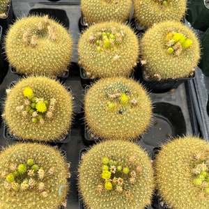 4 "Notocactus Graessneri Flaviflorus