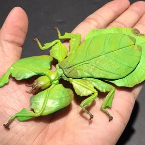 Malaysian Giant Leaf Insect PVC Figure