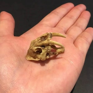 Vintage Kaiyodo Série 2 Smilodon Sabretooth Tiger Skull Esqueleto Dinossauro Dinotales Figura Em Miniatura De Plástico