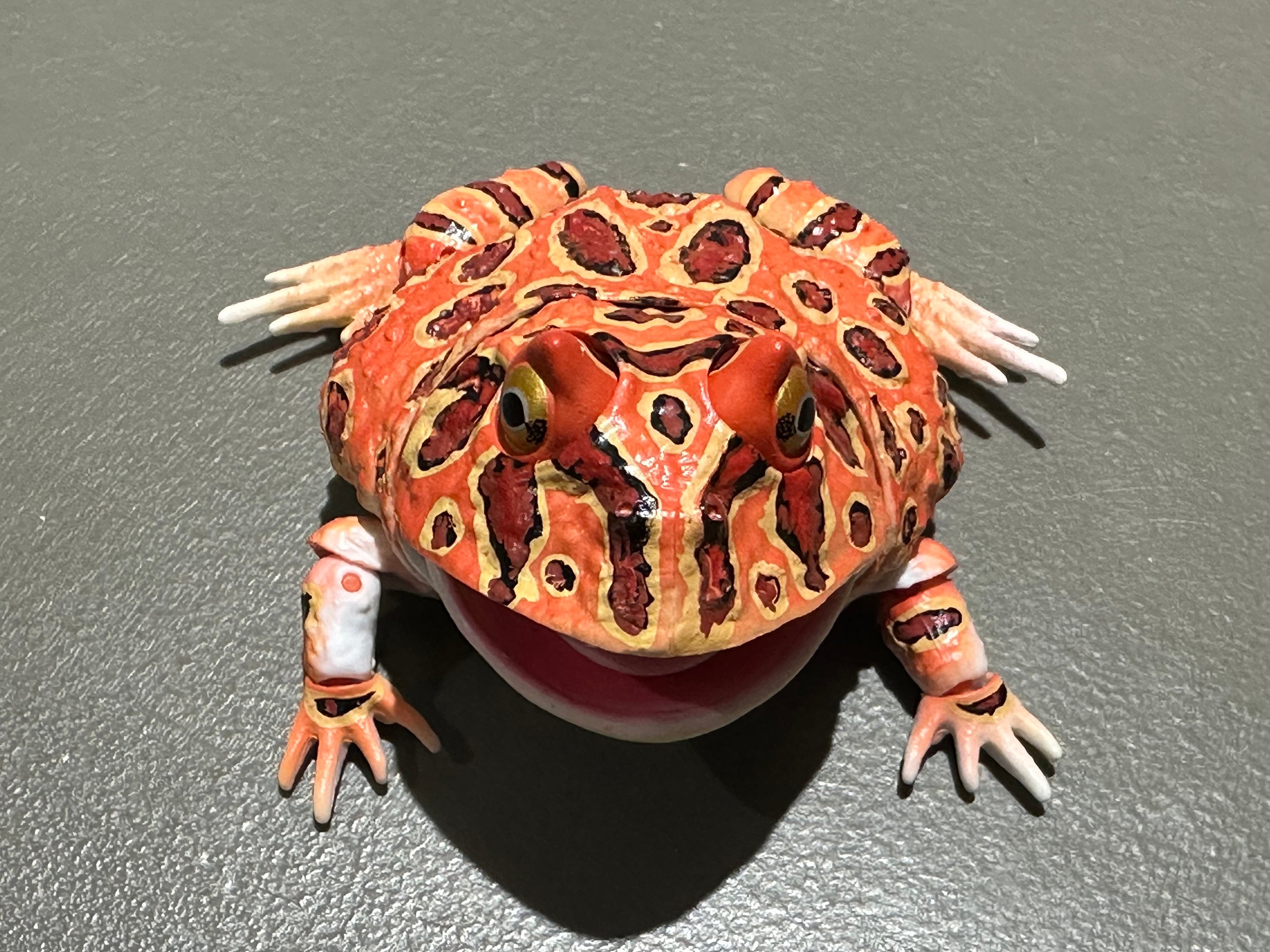 Argentine Red Pacman Frog Strawberry Pineapple Pacman Frog For