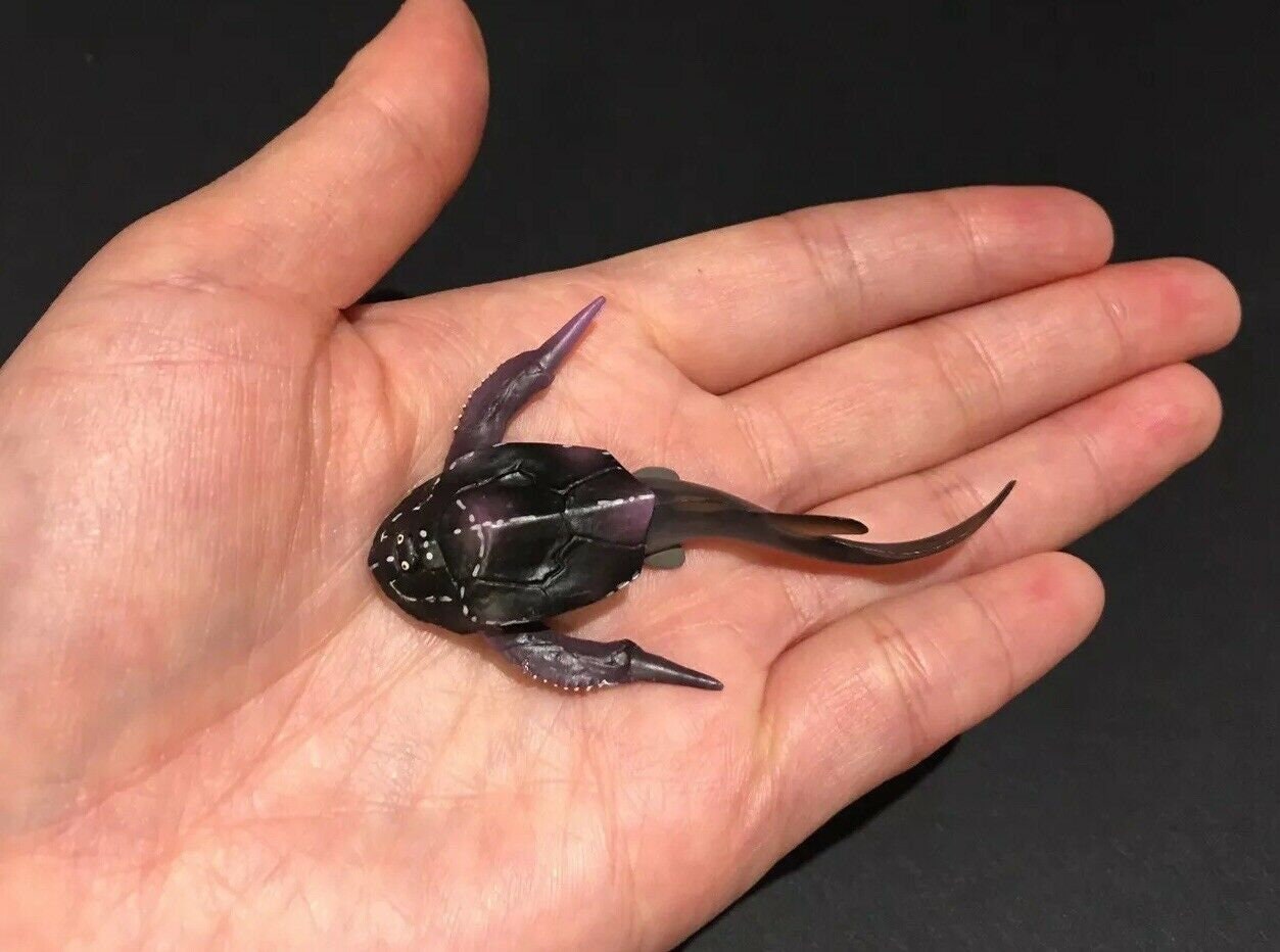 Vintage Kaiyodo Bothriolepis Armored Fish Dinosaur Dinotales Etsy