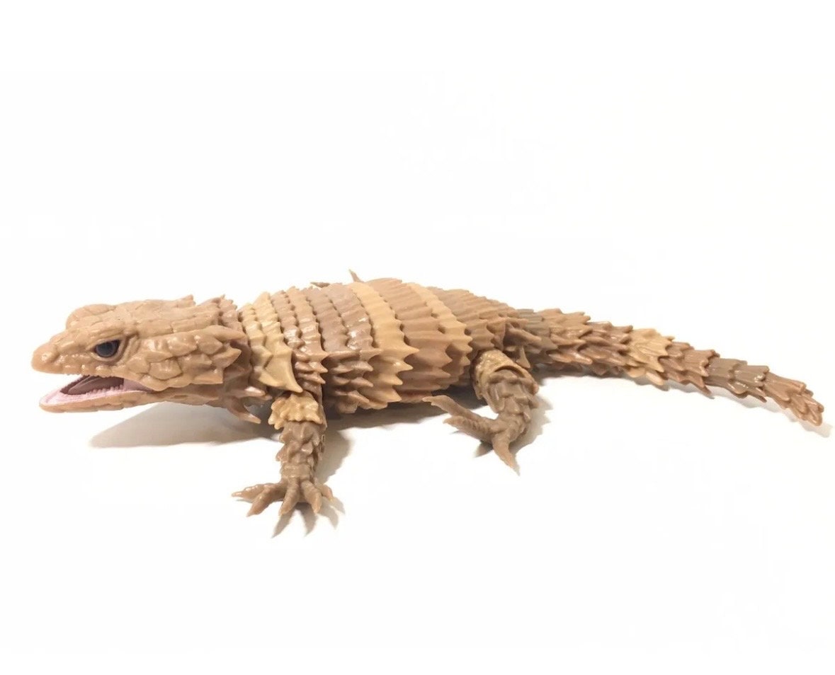 Pet Buy Armadillo Girdled Lizard Armadillo Lizards Lizards That