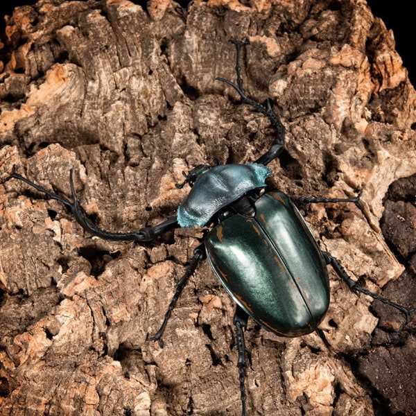 Long Armed Scarab Beetle Realistic Figure 120mm