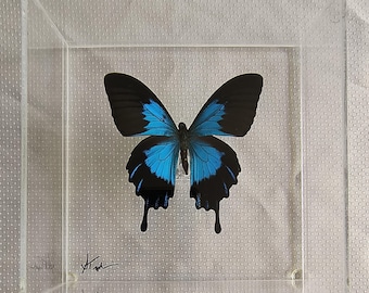 Mounted Ulysses Butterfly Specimen, Signed