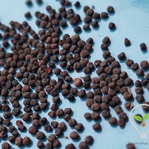 Voacanga Africana Seeds Powder, Pure Voacanga Seeds Powder