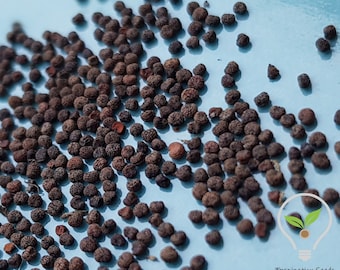 Traumkräutersamen: Afrikanische Traumwurzelsamen (Silene capensis) – fördern lebhafte und kraftvolle Träume