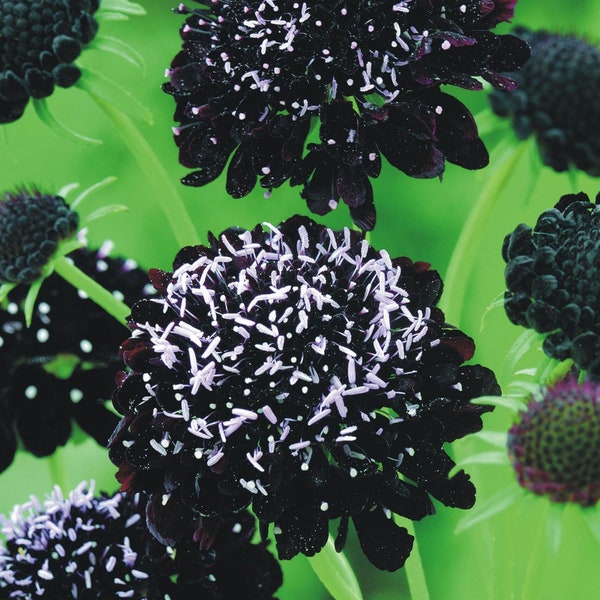 Semillas de Scabiosa atropurpurea 'Black Knight' - caballero negro o hierba de paloma - flores de color púrpura oscuro/negro - atrae mariposas y abejas