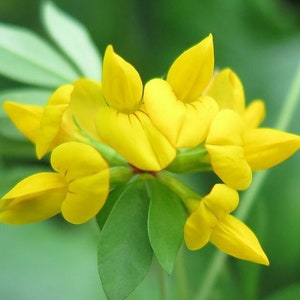 Lotus Corniculatus-Samen – Vogelfußsamen – Kleeblatt – charakteristische leuchtend gelbe Blüten – Blüten ähneln einer kleinen Klaue/einem kleinen Horn