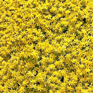 Sedum Acre seeds - Goldmoss/Mossy stonecrop - perennial carpet-like groundcover - golden carpet groundcover