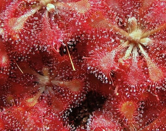 Drosera Tokaiensis frön - korsning mellan två soldagg - sällsynt köttätande växt - fångar små insekter som flugor, myror, myggor.