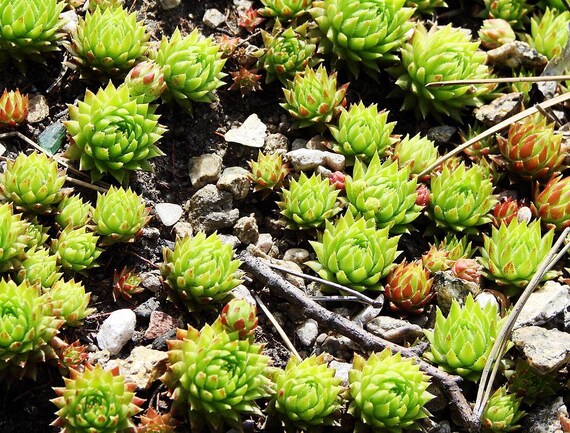 Jovibarba Heuffelii Seeds - Hen and Chickens - Special Succulent