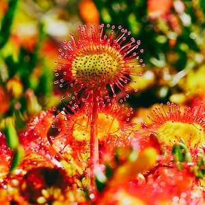May include: Close-up of a red and yellow carnivorous plant with dew drops on its tentacles.