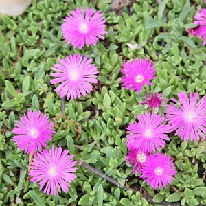 Delosperma Cooperi &#39;Table Mountain&#39; seeds - Iceplant / pink carpet - purple flowers - low growing succulent - ideal as ground cover