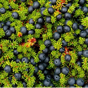 Può includere: Una tazza di ceramica bianca con manico nero e la scritta "But First, Coffee" in nero, in grassetto. La tazza è su una superficie bianca.