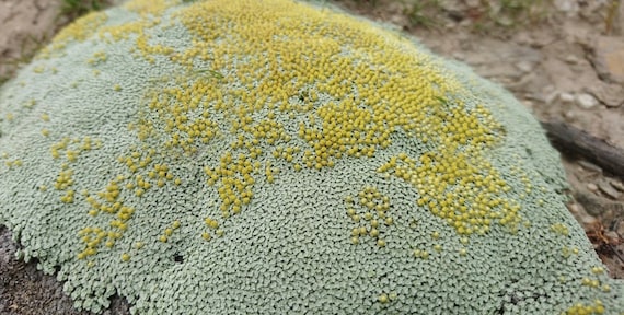 Raoulia Australis Seeds - Scabweed / Scab Plant - Creeping, Carpet-like  Ground Cover - Rare, Silver-grey Groundcover - Etsy Israel