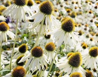 Echinacea purpurea 'Primadonna white' seeds - enchanting white flowers - rare coneflower variety - echinacea/rudbeckia variety