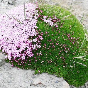 Op de afbeelding: Een close-up van een plekje met roze en witte bloemen die op een rotsachtige heuvel groeien. De bloemen worden omringd door groen gras en mos.