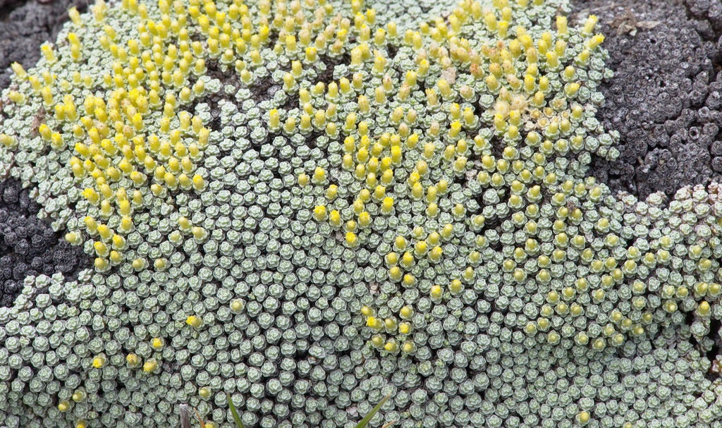 Raoulia Australis Seeds - Scabweed / Scab Plant - Creeping, Carpet-like  Ground Cover - Rare, Silver-grey Groundcover - Etsy Israel