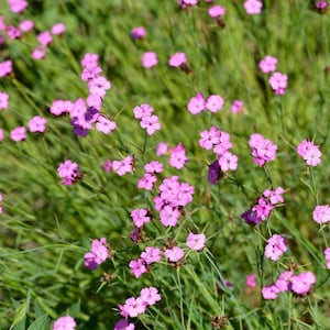 Dianthus Carthusianorum Samen - Kartäusernelke/Kartäusernelke - schöne mehrjährige Pflanze - leuchtend rosa Blüten - Bio-Gartenpflanzen