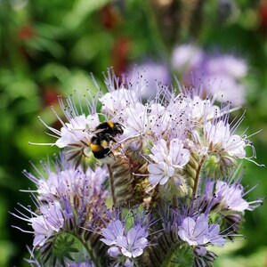Puede incluir: Una abeja poliniza un grupo de delicadas flores de color lila claro con tallos largos y delgados. Las flores están en plena floración y tienen una textura suave y plumosa.