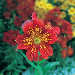 Salpiglossis sinuata seeds - 'royale red bicolor' - brocade flower/painted tongue - deep red with gold accents - eye-catching plant