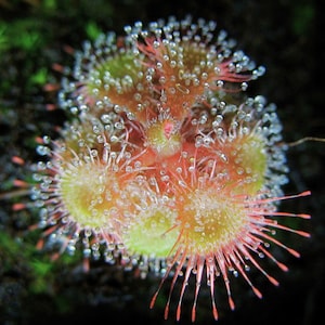 Op de afbeelding: Close-up van een vleesetende zonnedauwplant met rode tentakels en glinsterende dauwdruppels. De plant heeft een groen en roze centrum.