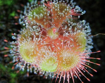 Drosera Burmanni seeds - Tropical sundew / Tropical sundew - rare carnivorous plant - catches insects, flies, ants, mosquitoes.