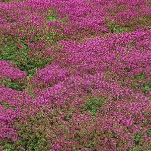 Op de afbeelding: Een close-up van een bodembedekkende plant met kleine, felroze bloemen. De plant staat in volle bloei en bedekt de hele afbeelding.