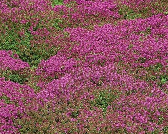 Kriechender Thymian Samen (Thymus Serpyllum) - Dekorativer Bodendecker,  aromatischer Bodendecker - Etsy.de