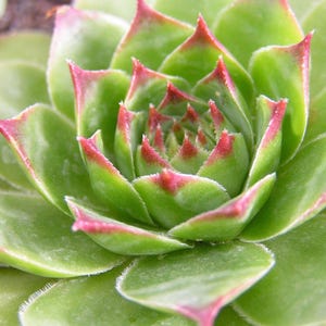 Peut inclure: Gros plan sur une plante succulente verte avec des bords rouges sur les feuilles. La plante a une forme de rosette avec de nombreuses couches de feuilles.