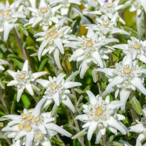 Puede incluir: Primer plano de un grupo de flores blancas de Edelweiss con hojas verdes. Las flores tienen una forma de estrella con un centro amarillo.