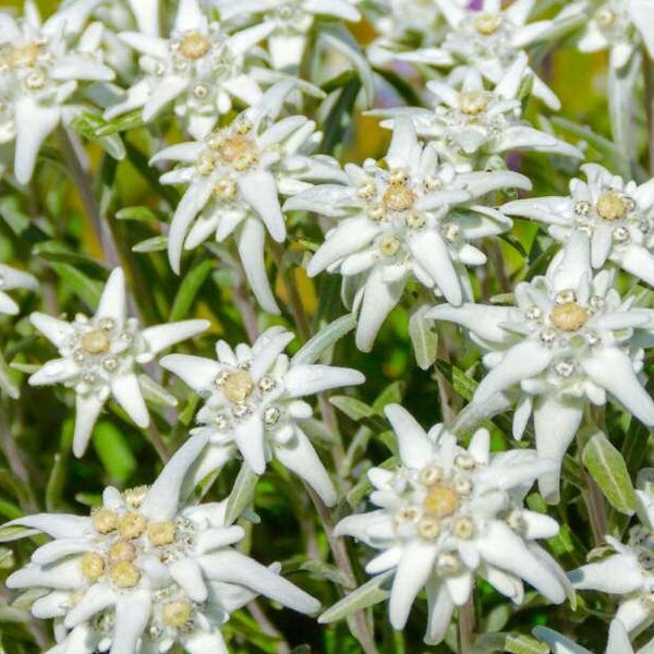 Leontopodium alpinum seeds - Edelweiss seeds - Alpen-Edelweiß - symbol of the high mountains - silvery, velvety leaves