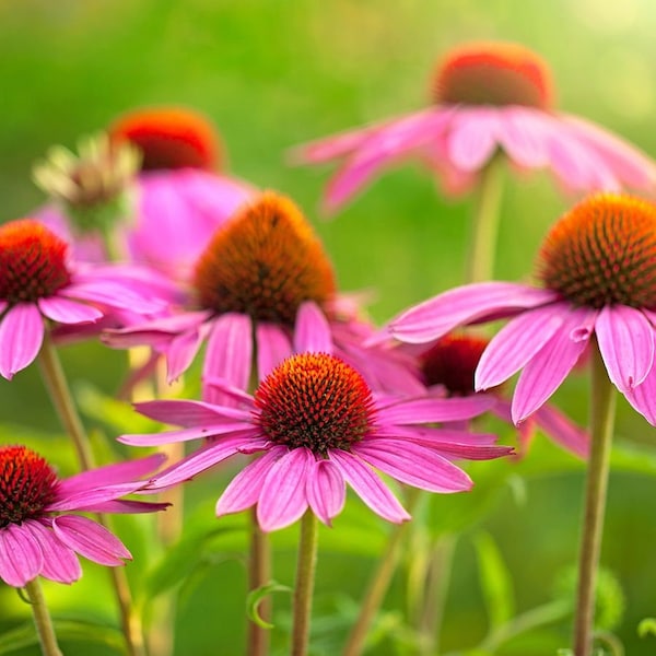 Graines d'Echinacea purpurea - échinacée violette - grandes fleurs violettes - Échinacée violette - emballées par 50 ou 100 graines