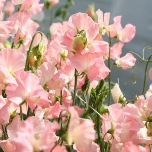 Può includere: Un mazzo di delicati fiori di pisello dolce rosa in fiore. I fiori sono disposti in un bouquet, con i loro petali che si aprono e mostrano le loro morbide tonalità pastello.