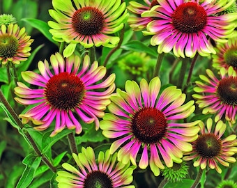 Echinacea purpurea 'Green Twister' seeds - unique bicolor Echinacea variety - rare coneflower variety