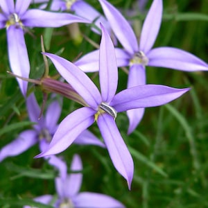 Puede incluir: Primer plano de un grupo de flores de color lila claro con cinco pétalos cada una. Las flores tienen un centro blanco y están rodeadas de follaje verde.