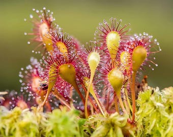 Puede incluir: Primer plano de un grupo de plantas de rocío de sol rosadas y amarillas con gotas de rocío en sus tentáculos. Las plantas crecen en un lecho de musgo verde.