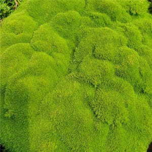 Scleranthus Biflorus zaden - Knawel Cushion - zacht, mosachtig tapijt - heldergroene kleur - zeldzame, lage en matvormende bodembedekker