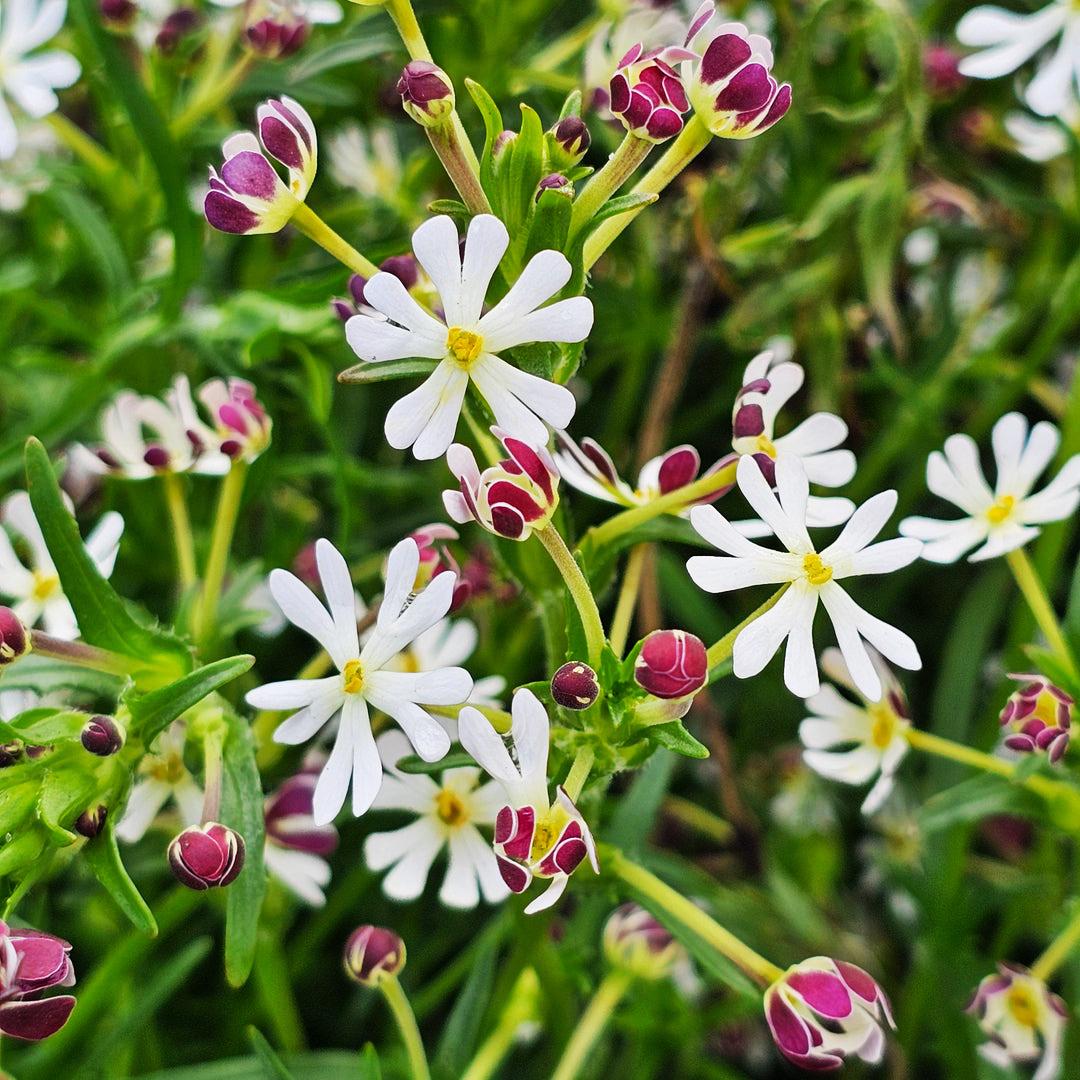 Zaluzianskya Capensis Seeds - 'phlox Midnight Candy' - Flowers