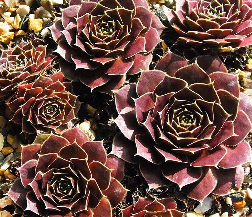 Jovibarba Heuffelii Seeds - Hen and Chickens - Special Succulent
