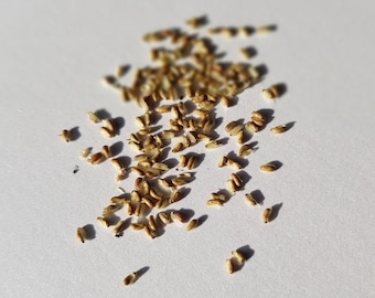 Damiana - Semillas de Turnera Diffusa - Hierba relajante y afrodisíaca: Semillas de Damiana - Turnera Diffusa - promueve la vitalidad