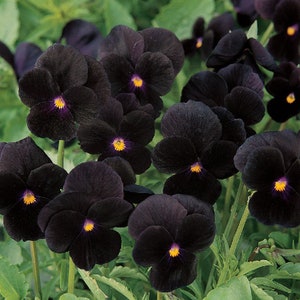 Viola Cornuta 'Sorbet Black' – wunderschöne Stiefmütterchensorte – dunkle, fast schwarze Blüten mit gelben Herzen – seltene Sorte der Stiefmütterchenblume