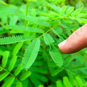 May include: A close-up of a green plant with delicate, fern-like leaves. A finger is gently touching the leaves, highlighting their texture.